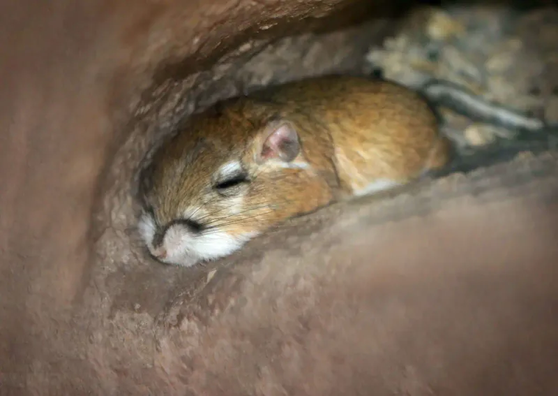 Kangaroo Rat