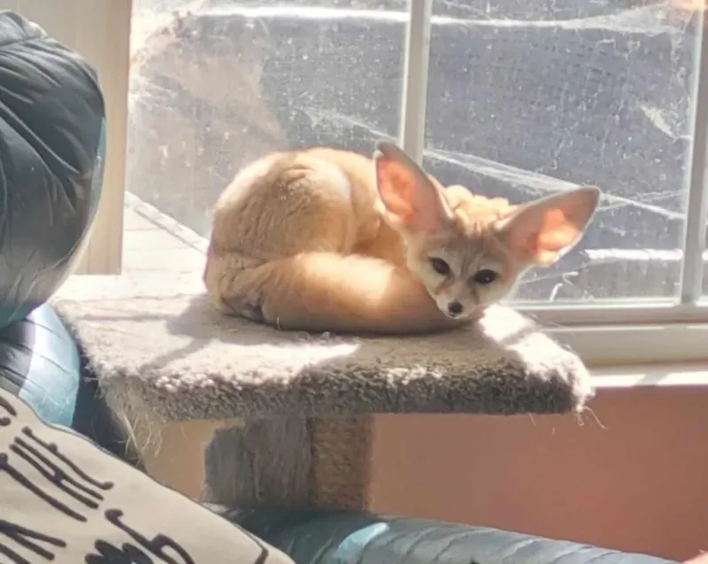 Fennec Foxes