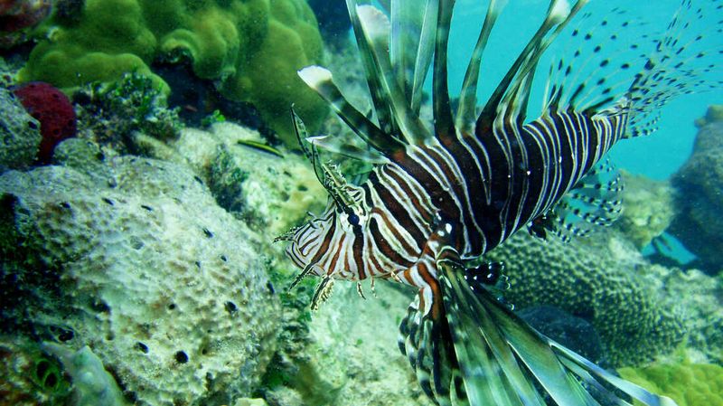 Lionfish in the Atlantic