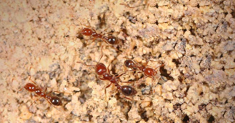 Red Imported Fire Ant