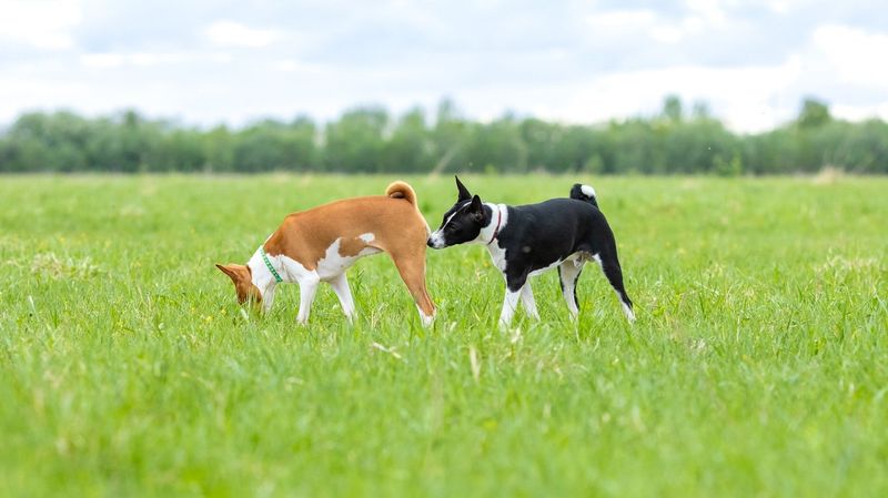 Dog Butt Sniffing