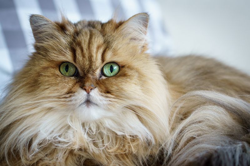 Persian Cat
