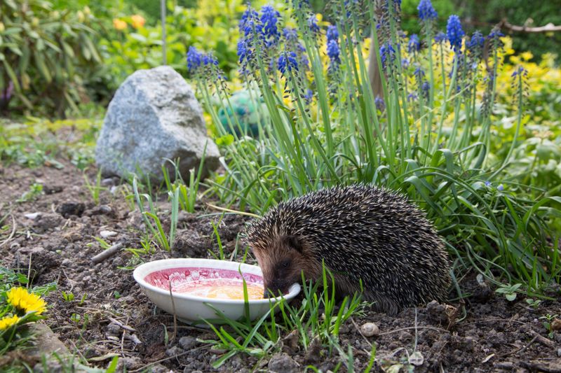 Hedgehogs