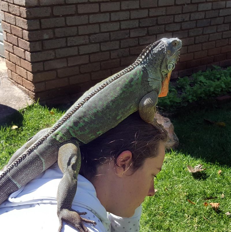 Reptiles