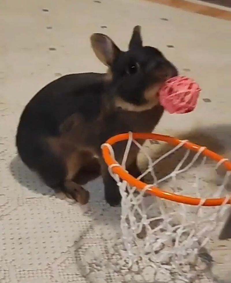 Fetch the Ball