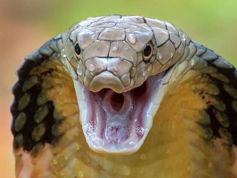 Venomous Snakes