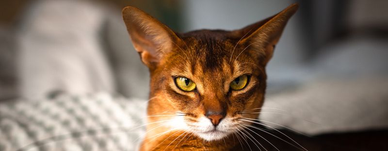 Oliver