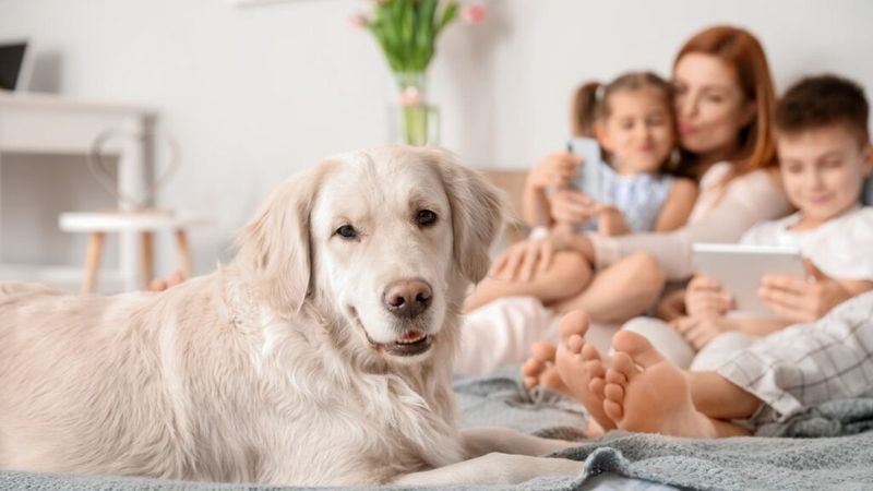 Impact on Family Dynamics
