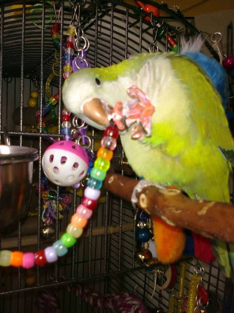 Quaker Parrot