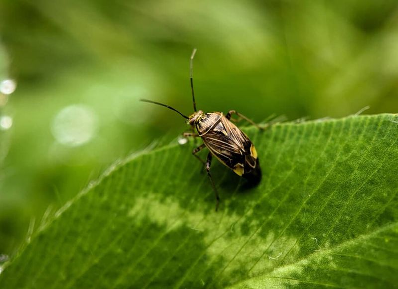 Assassin Bugs (Kissing Bugs)