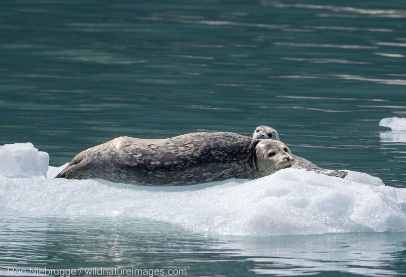Kenai Fjords National Park, Alaska