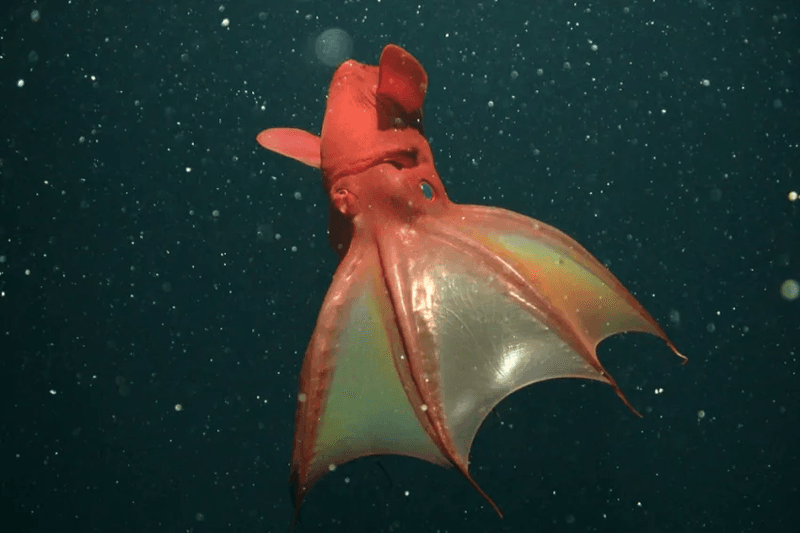 Vampire Squid