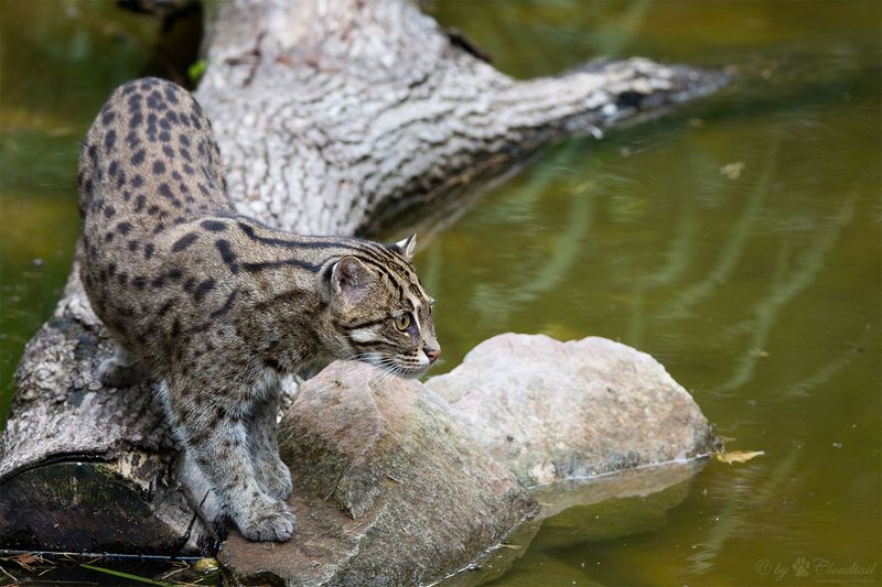 Fishing Cat