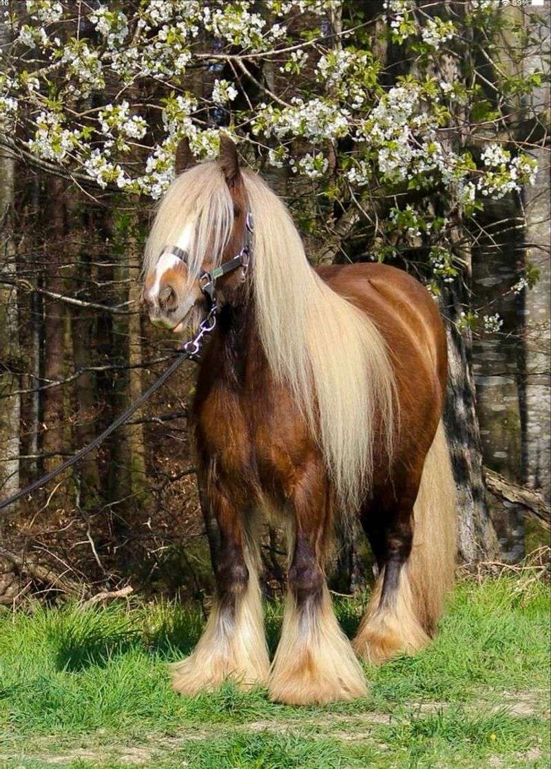 Gypsy Vanner