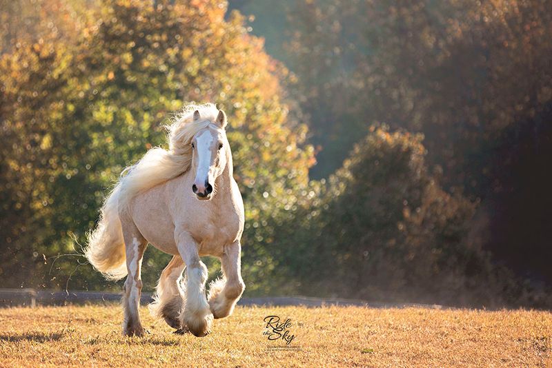 Gypsy Vanner