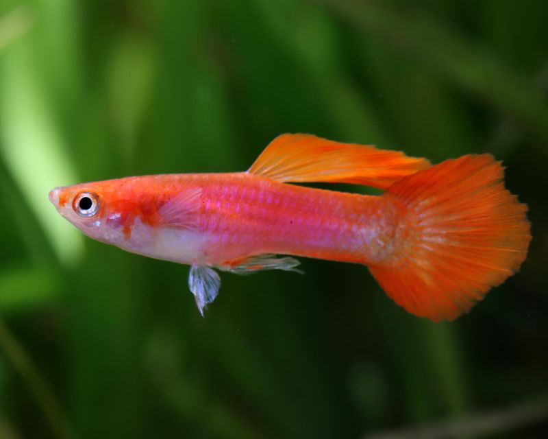 Flame Tail Guppy
