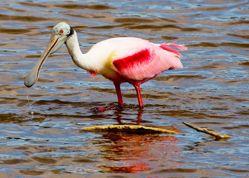 Roseate Spoonbill