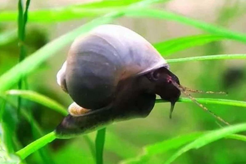 Snail
