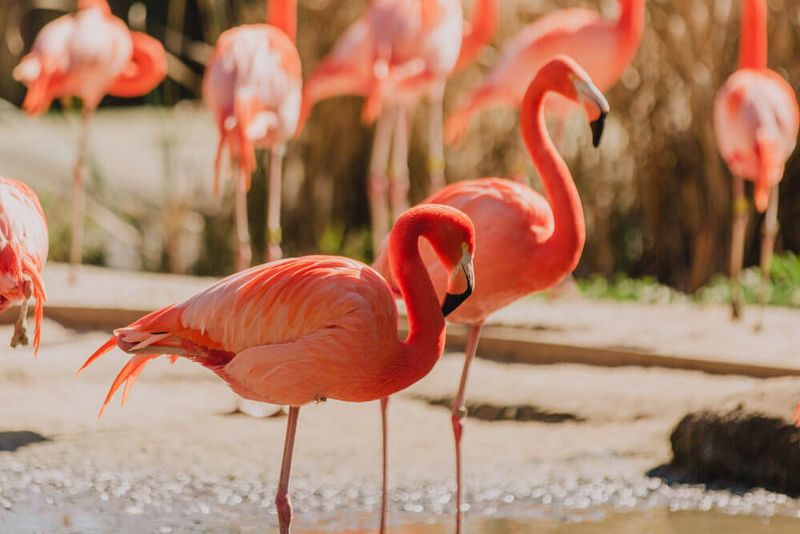 Flamingo