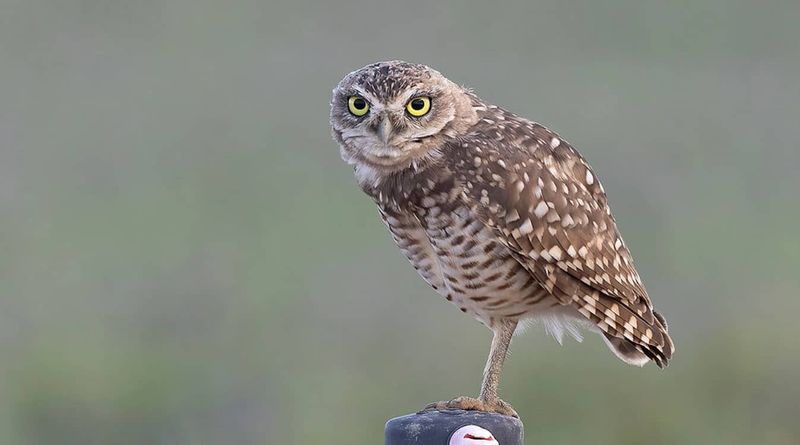 Burrowing Owl (Athene cunicularia)