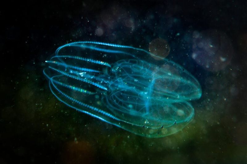 Comb Jelly