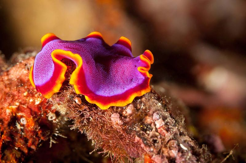 Flatworms