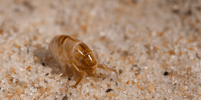 Fleas