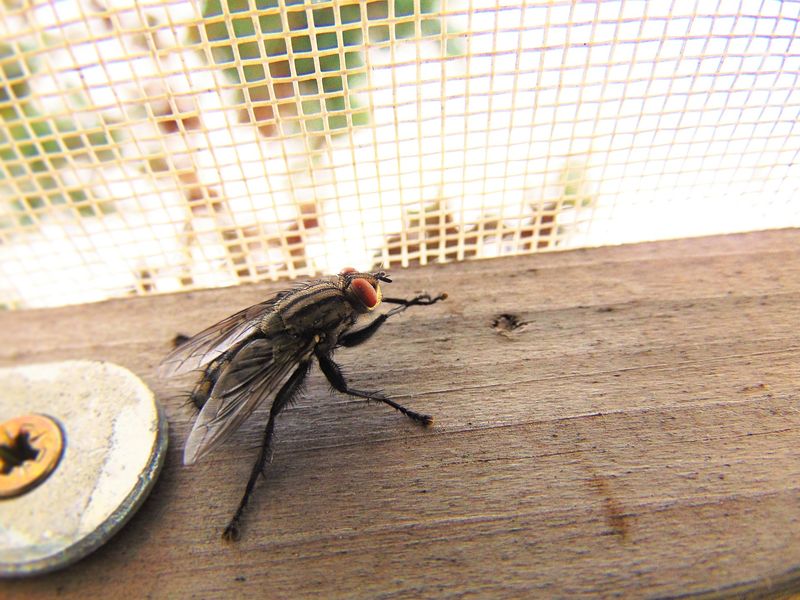 Flies