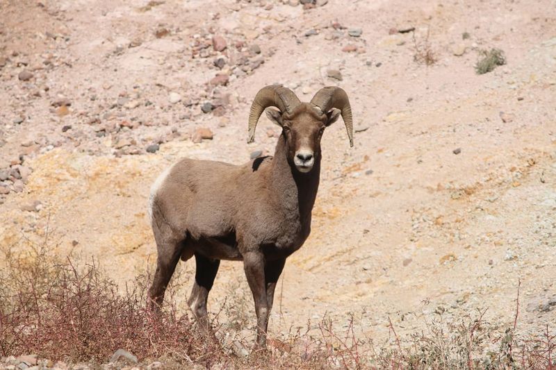 New Mexico