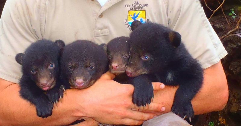 Louisiana Black Bear