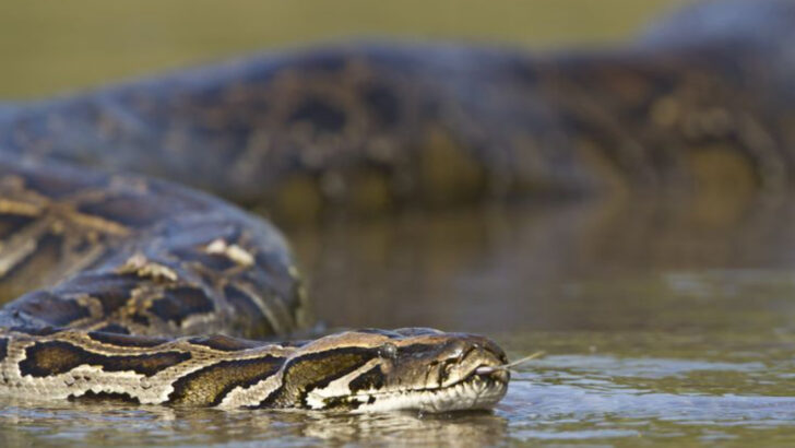 Florida Breaks Record for Python Removal—and the Battle’s Just Beginning