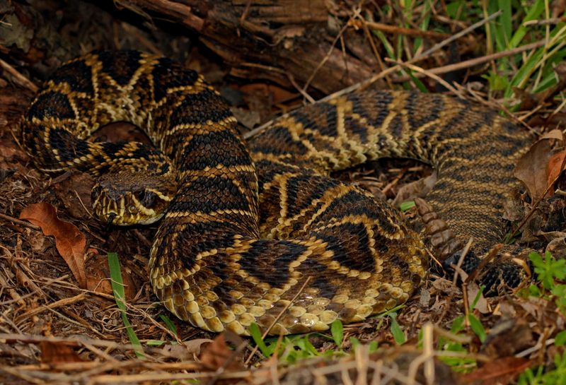 Georgia - Eastern Diamondback Rattlesnake