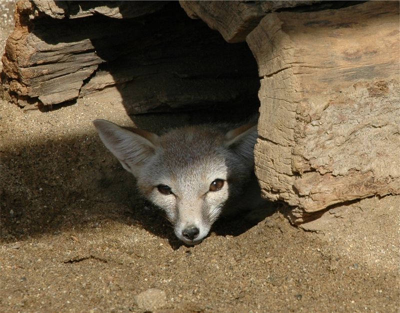 San Joaquin Kit Fox