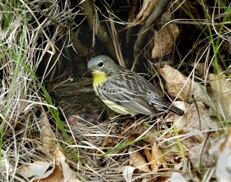 Kirtland's Warbler
