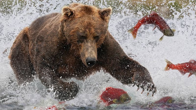 Grizzly Bears
