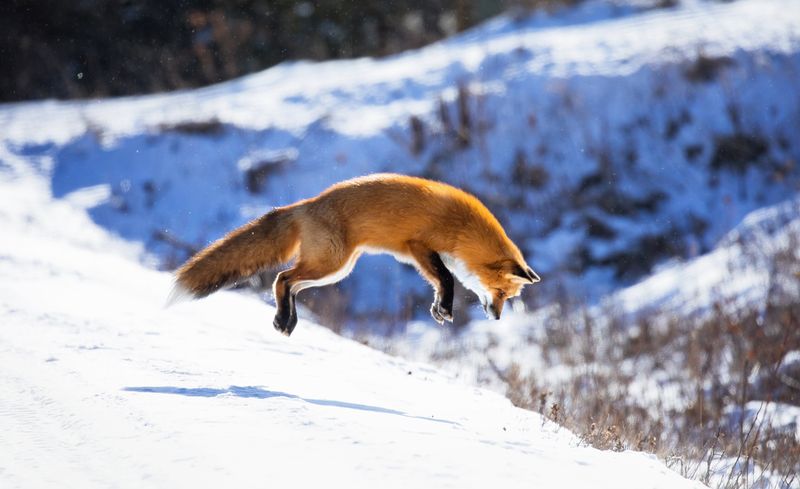 Colorado: Peaks and Foxes