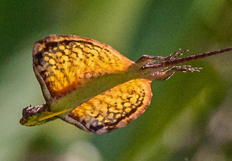 Flying Dragon Lizard
