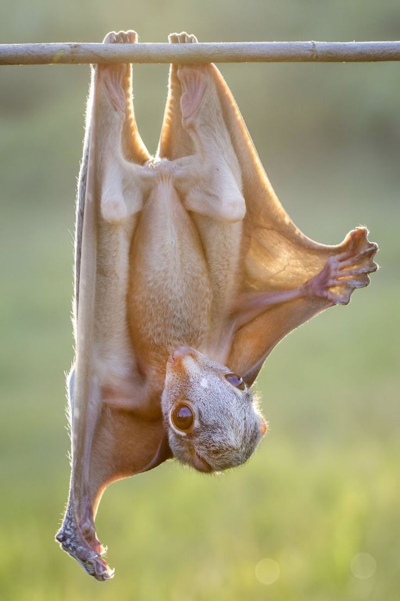 Colugo