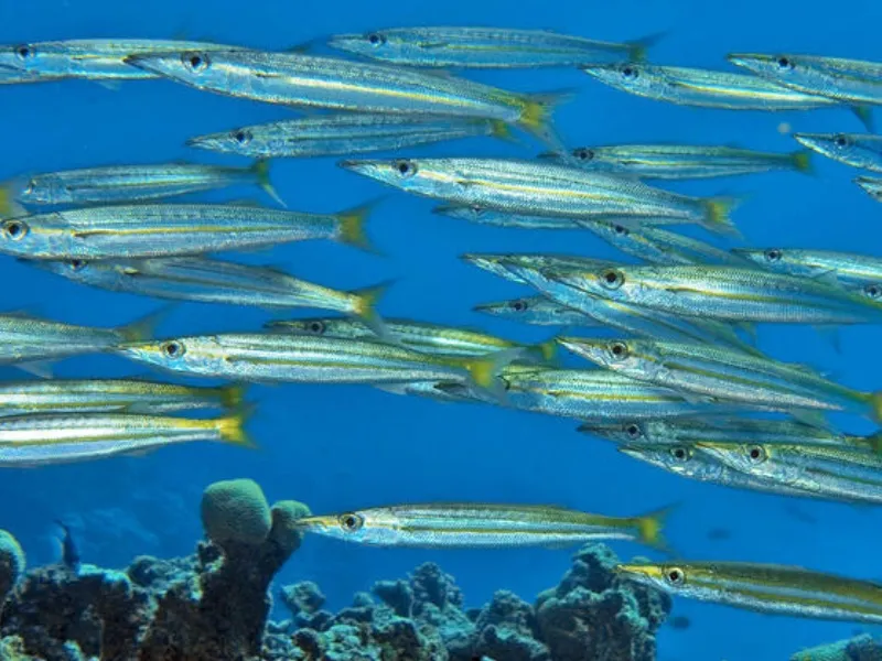Barracuda