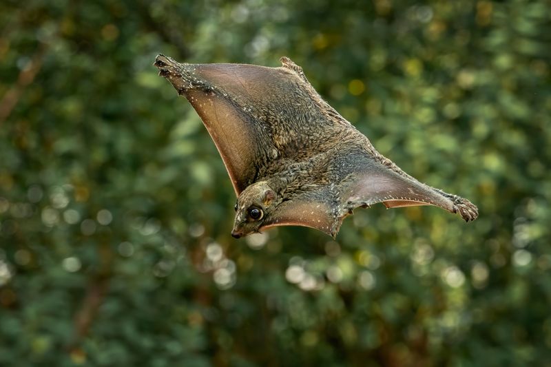 Flying Lemur