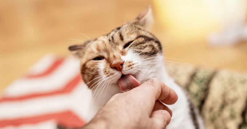 Licking You