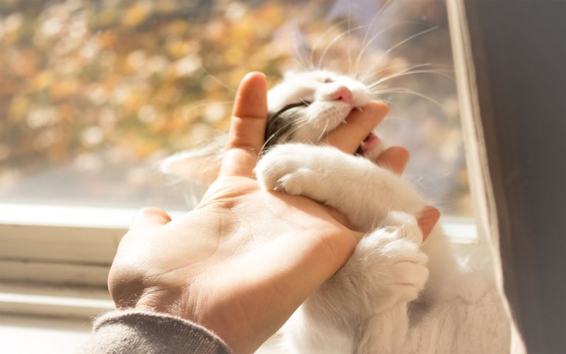 Gentle Biting