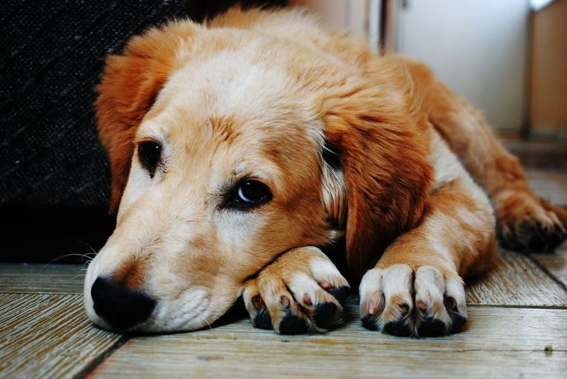 Uncharacteristic Whimpering