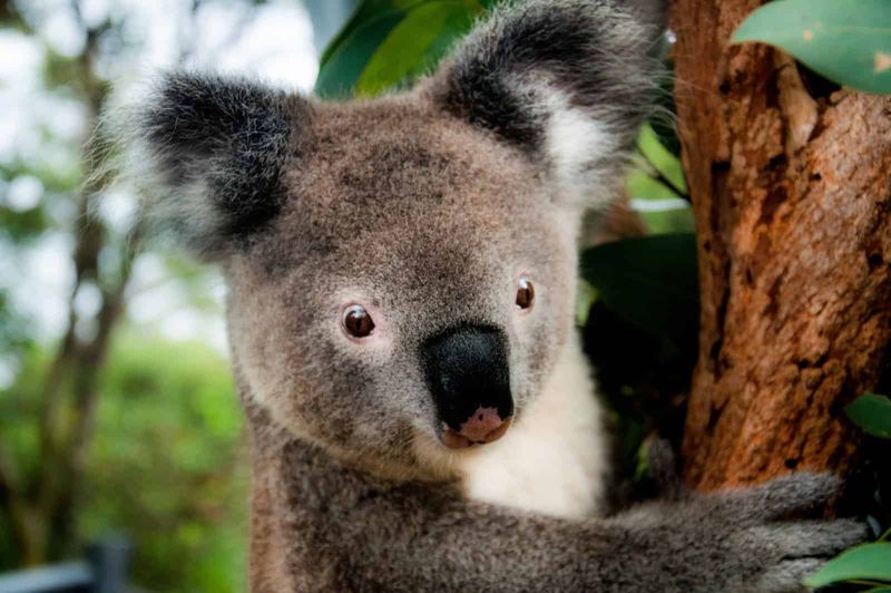 Koalas in Popular Culture