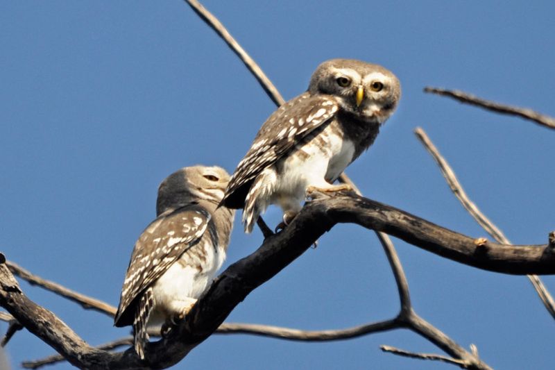 Forest Owlet