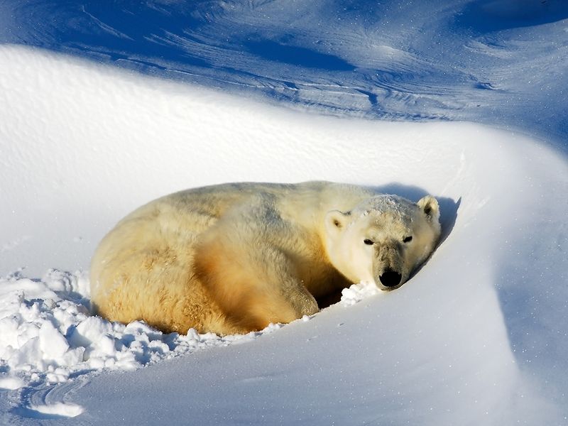Polar Bears Adapt