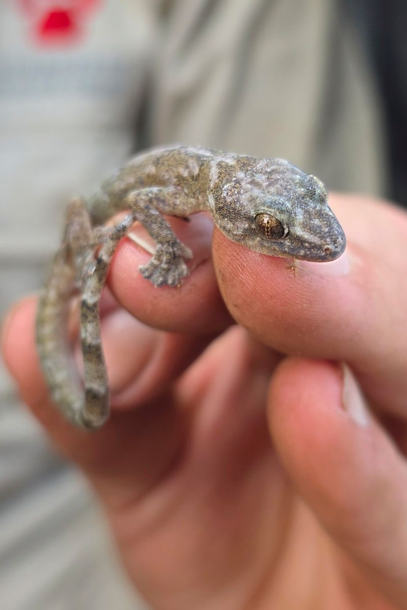 Blyde River Flat Gecko Habitat