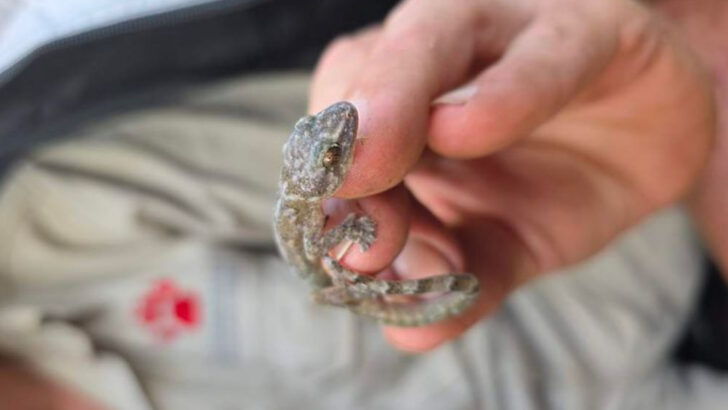 Forgotten for 30 Years, This Elusive Reptile Just Reappeared in South Africa