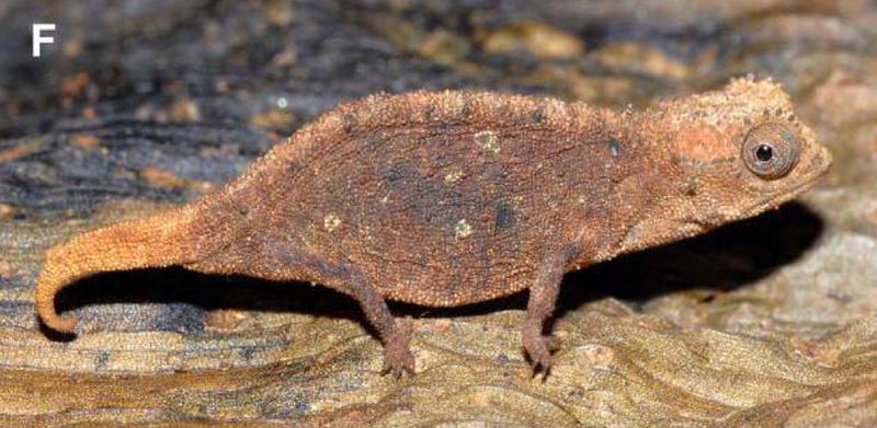 Brookesia Micra
