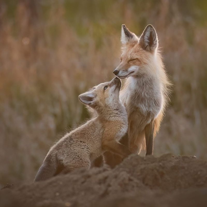 Fox